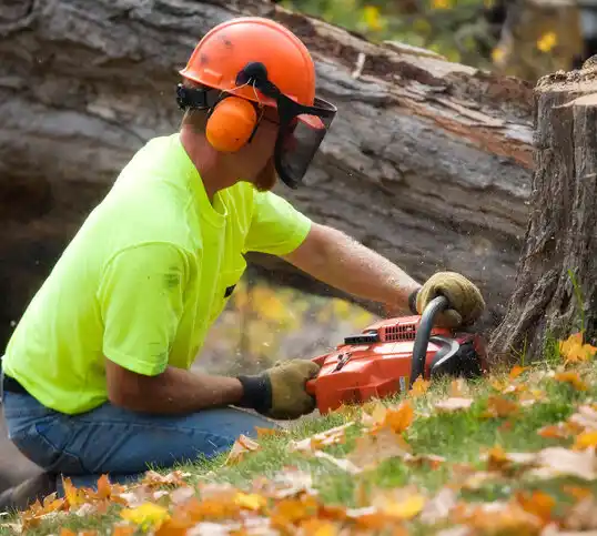 tree services South Yarmouth